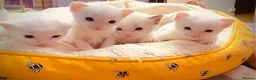 Ragdoll cats for sale: ragdoll kitten different eye colours  - Advert 8