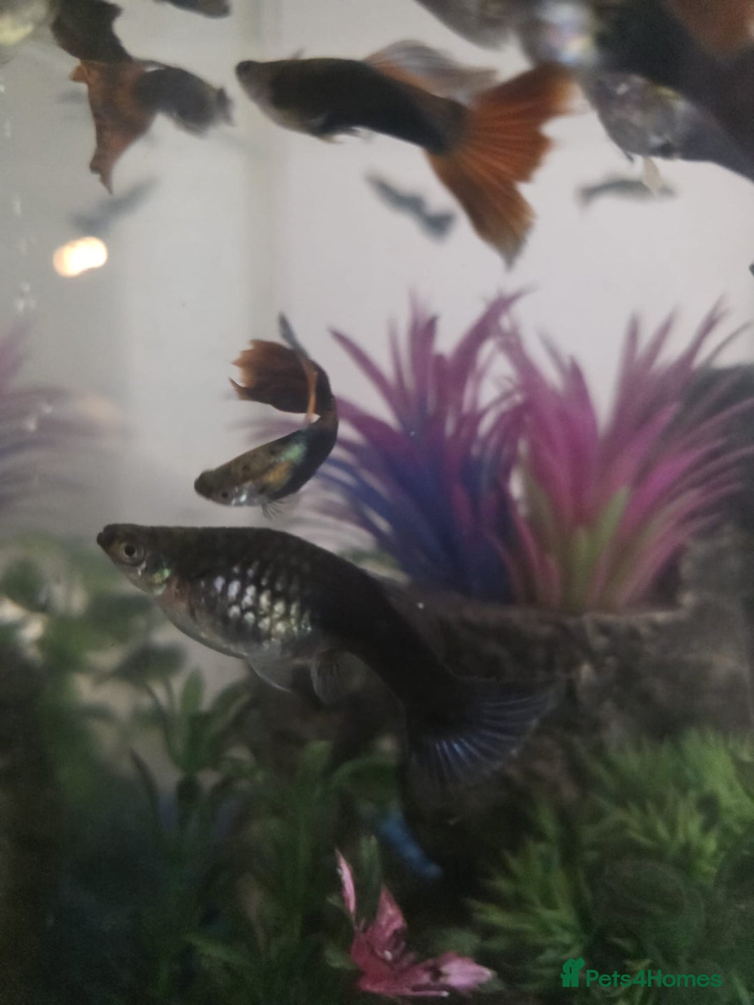 Mollies fish for sale: Christmas guppies for sale - Advert 7