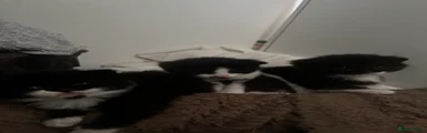 Biscuits