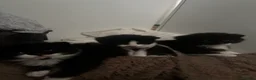 British Longhair cats for sale: 3 British Longhair Tuxedo Kittens Black and White - Advert 9