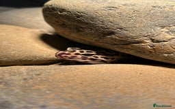 Leopard Gecko reptiles for sale: Leopard Gecko and Vivarium. - Image 2