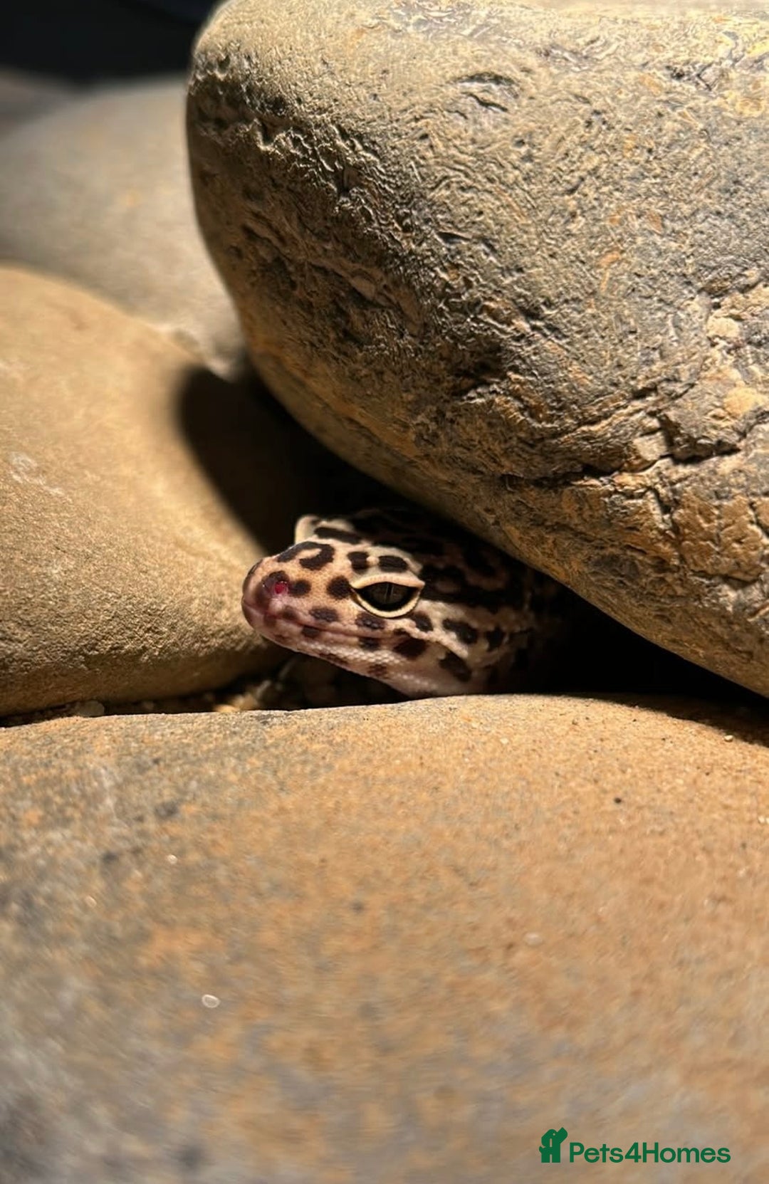Leopard Gecko reptiles for sale: Leopard Gecko and Vivarium. - Image 2