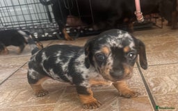 Miniature Dachshund dogs for sale: READY TO LEAVE BLACK/TAN MINIATURE DACHSHUND KC  - Image 18