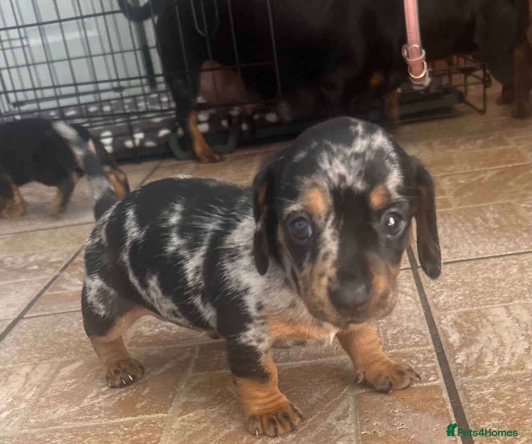 Miniature Dachshund dogs for sale: READY TO LEAVE BLACK/TAN MINIATURE DACHSHUND KC  - Image 18