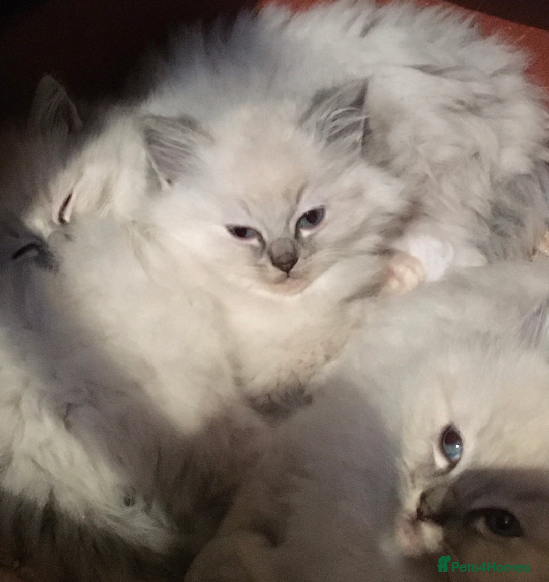 Ragdoll cats for sale: Purebred Ragdoll Kittens HCM PKD  clear - Advert 10