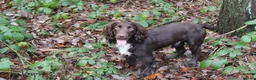 Cocker Spaniel dogs for stud: KC reg Working cocker spaniel for stud.  - Advert 7