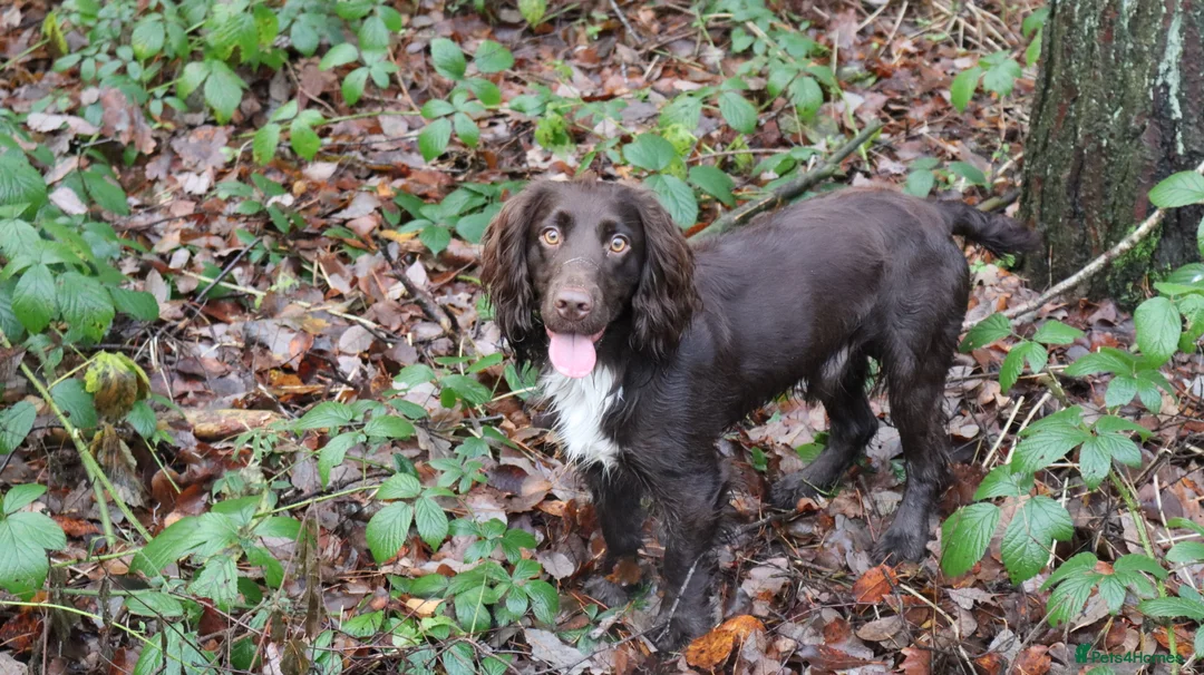 Cocker Spaniel dogs for stud: KC reg Working cocker spaniel for stud.  - Advert 7