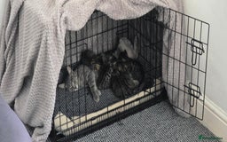 Mixed Breed cats for sale: Tabby x Bengal Kittens 🐾 - Image 22