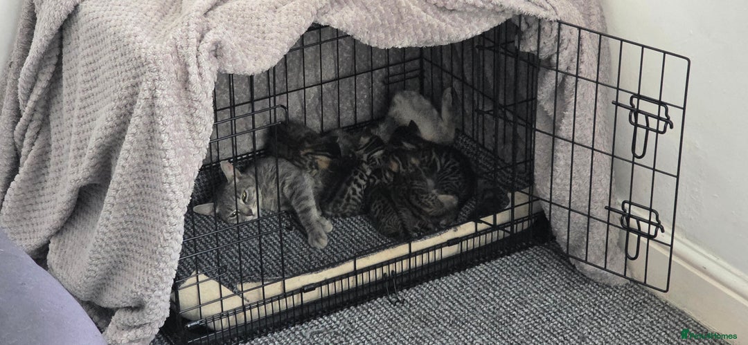 Mixed Breed cats for sale: Tabby x Bengal Kittens 🐾 - Image 22