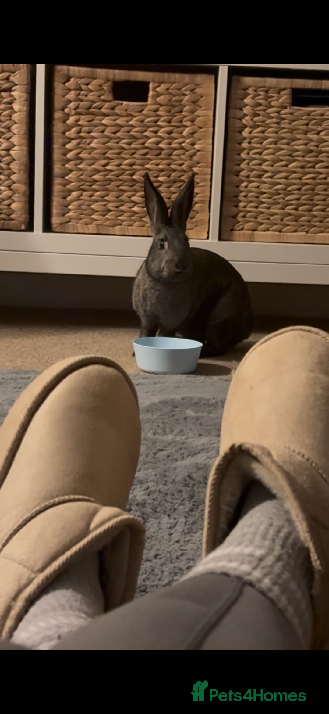 Mixed Breed rabbits for sale: Willow - rabbit  - Advert 4