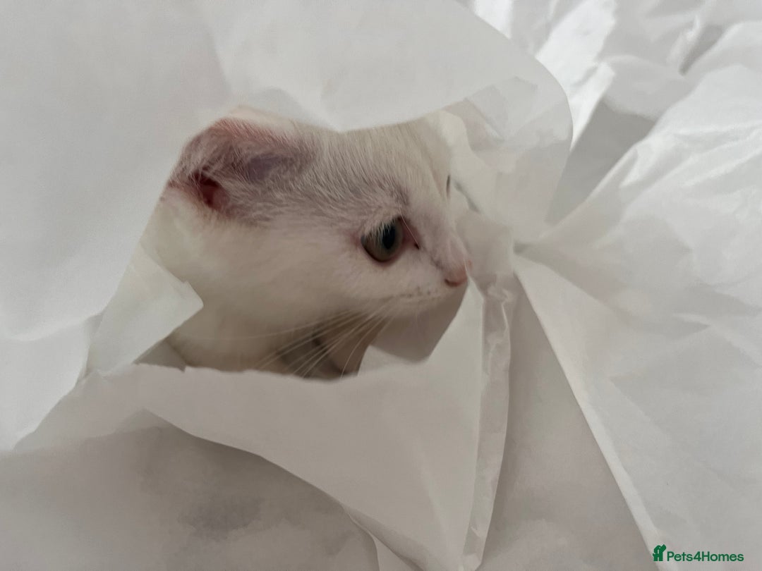 Khao Manee cats for sale: Rare khao Manee white kitten cute - Image 5