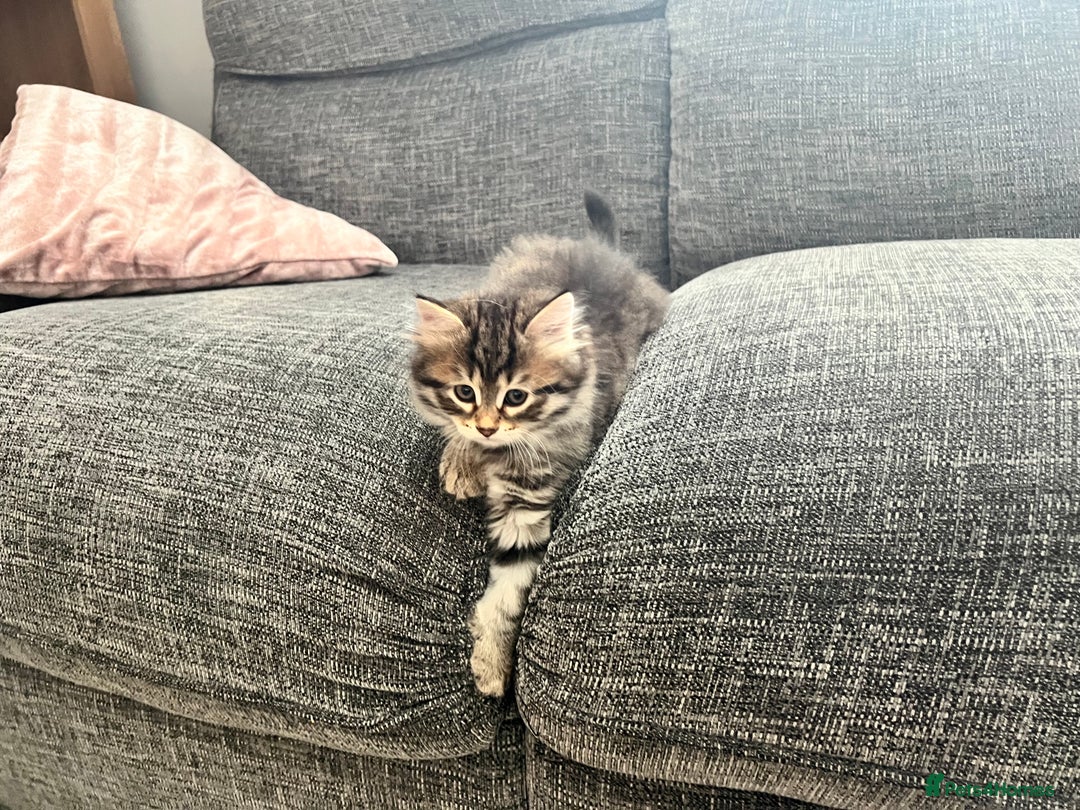 Siberian cats for sale: 🤎💚Gorgeous Traditional Siberian Babies💚🤎 - Image 6