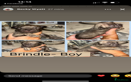 French Bulldog dogs for sale: KC French bulldog  - Image 10