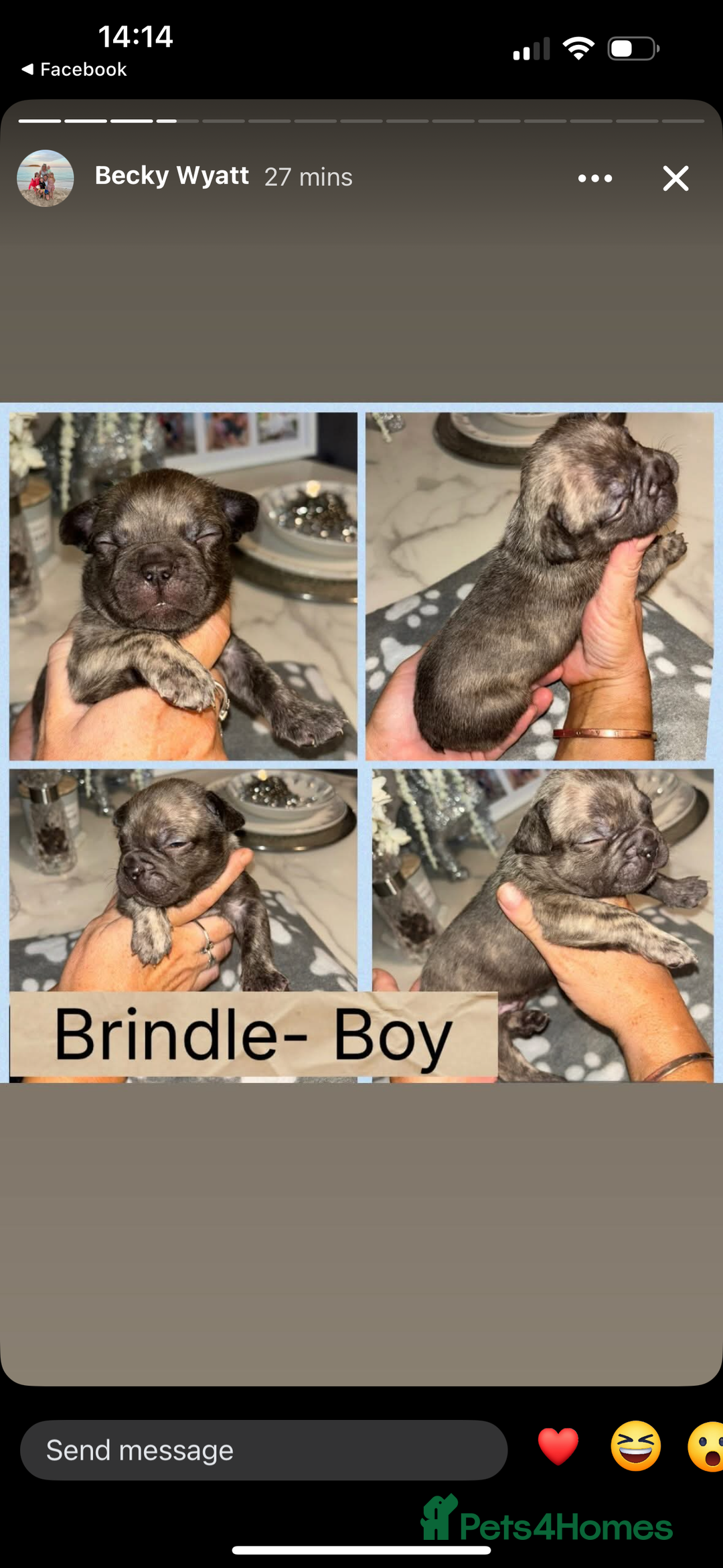 French Bulldog dogs for sale: KC French bulldog  - Image 10