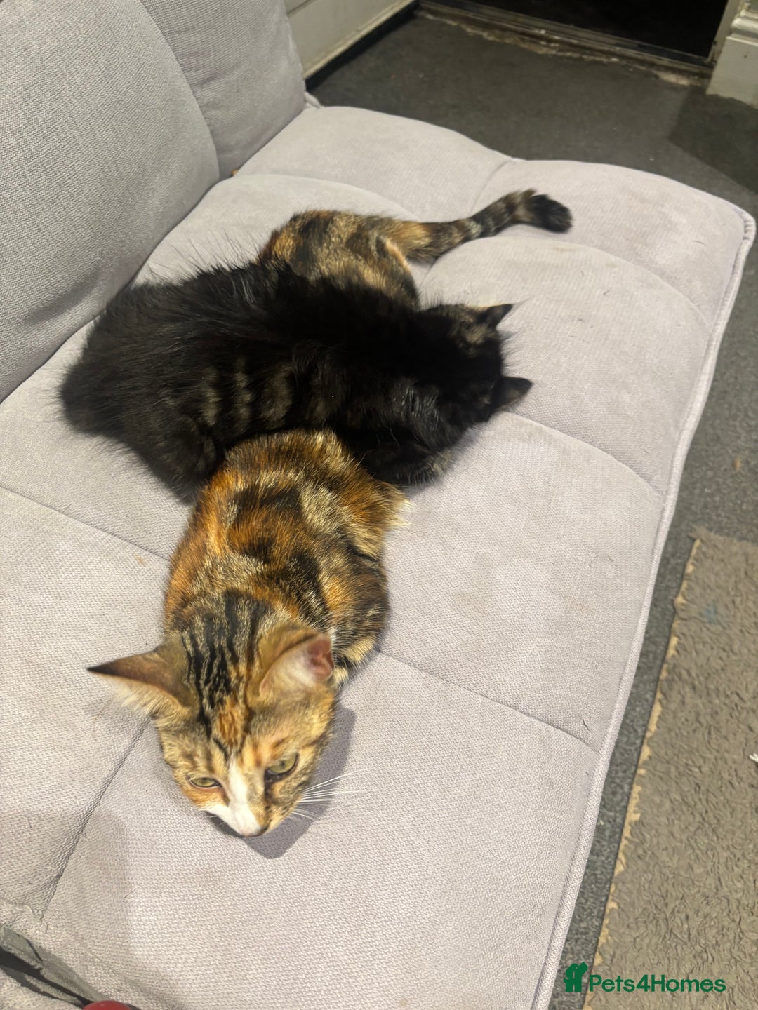 Mixed Breed cats for sale: Mixed tabby long fur - Image 2