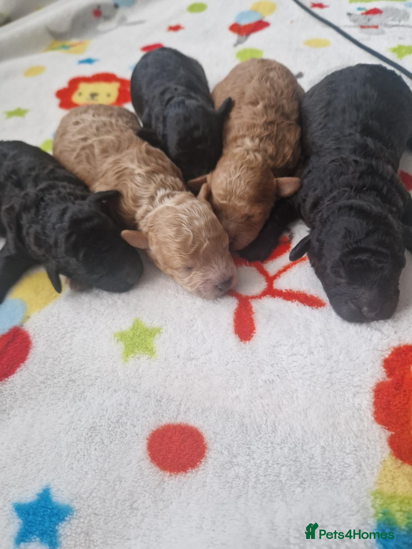 Toy Poodle dogs Toy poodle - Advert 2