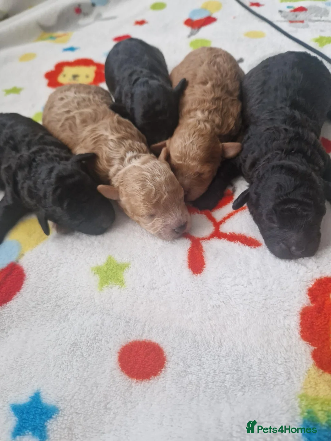 Toy Poodle dogs for sale: Toy poodle - Advert 2