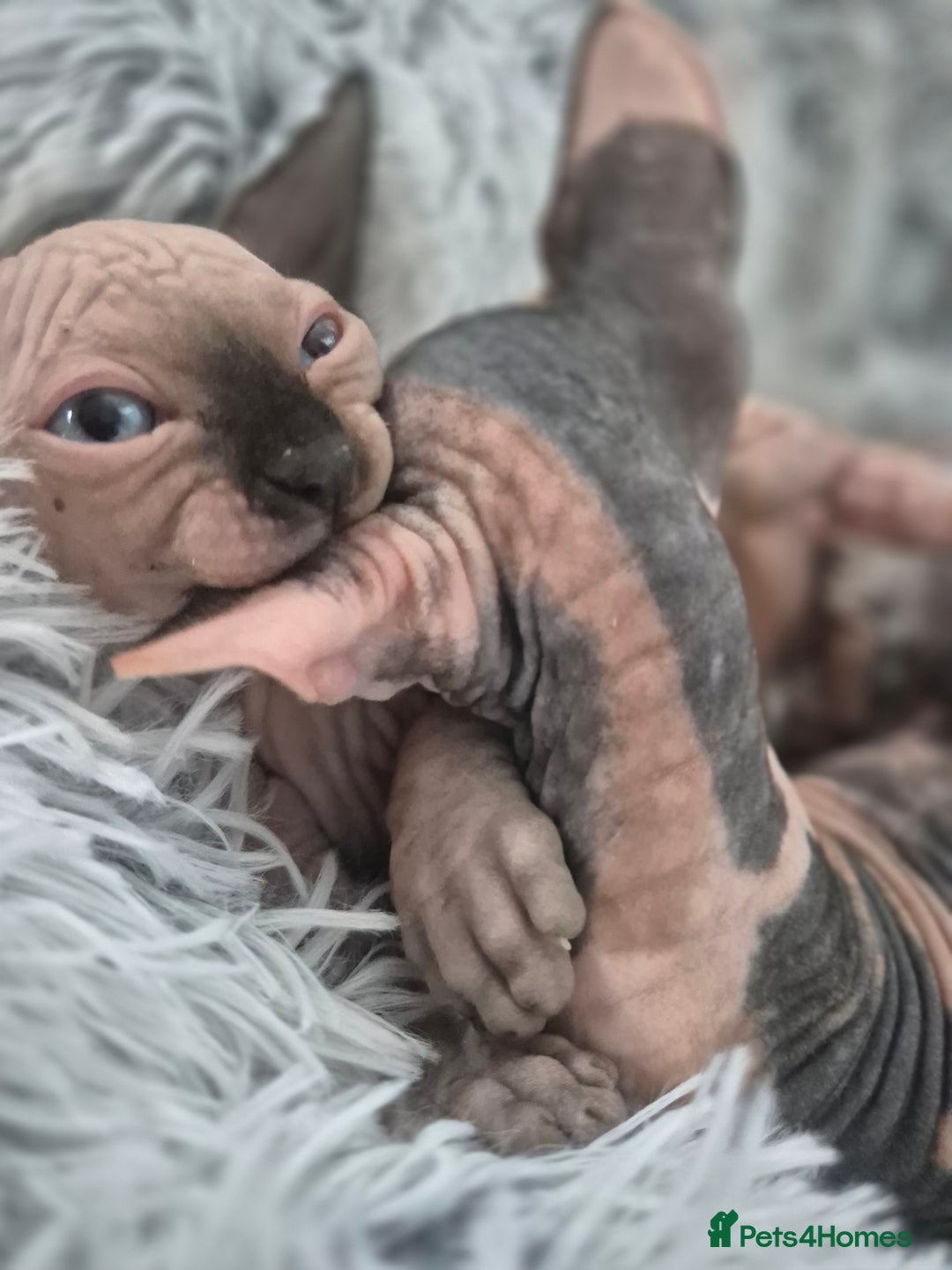 Sphynx cats for sale: Blue eye's chocolate black point  - Image 2