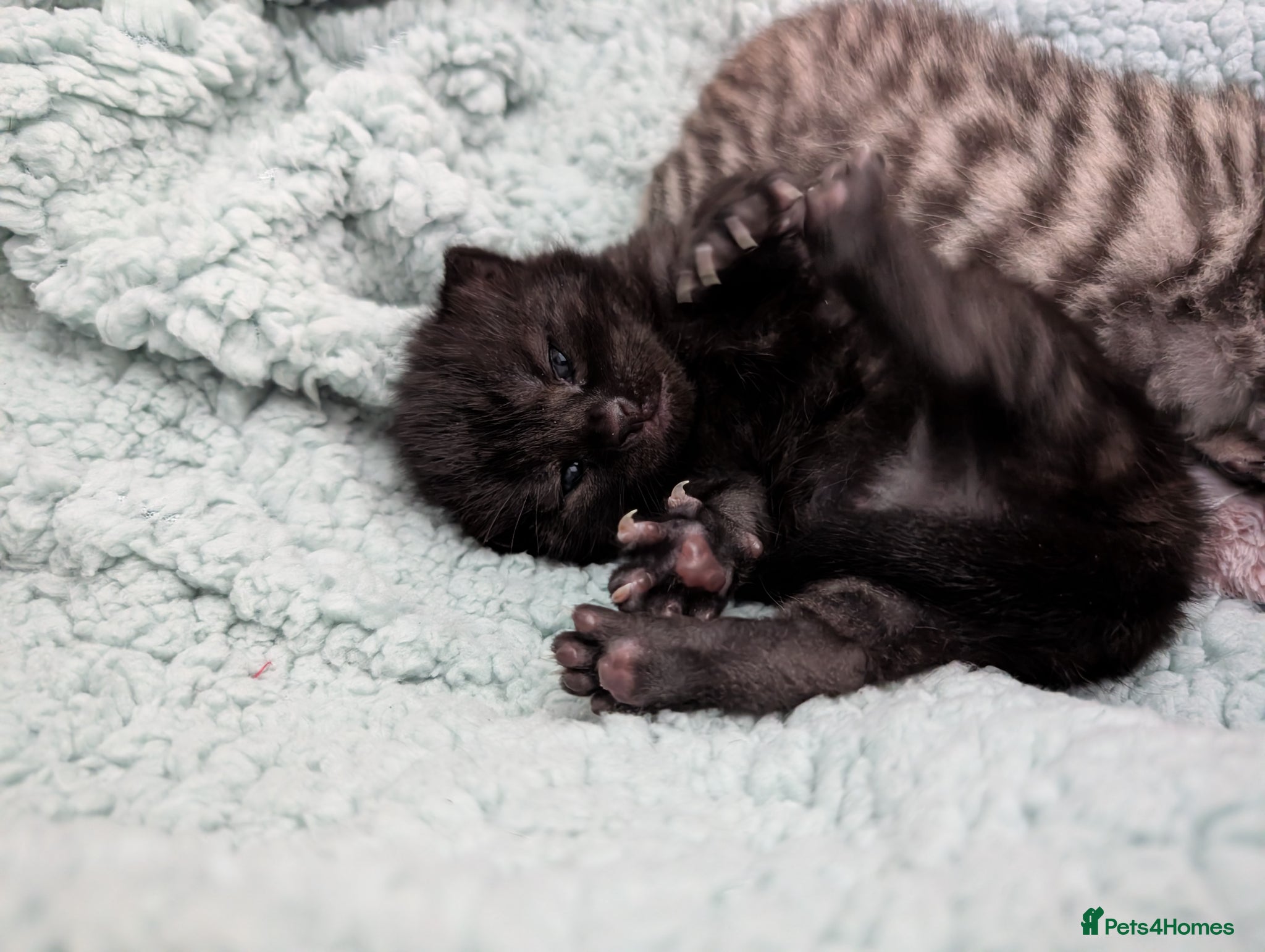 Mixed Breed cats Bengal X Scottish fold  - Advert 2
