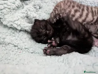 Mixed Breed cats Bengal X Scottish fold - Advert 2