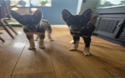 Siberian Husky dogs for sale: Agouti Coat Pedigree Siberian Husky Puppies - Image 13