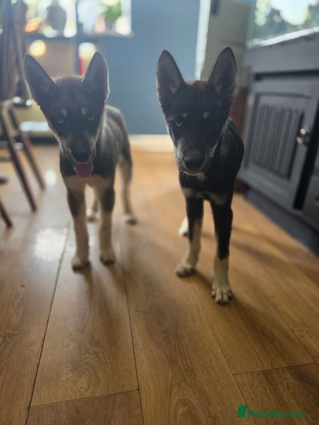 Siberian Husky dogs for sale: Agouti Coat Pedigree Siberian Husky Puppies - Image 13