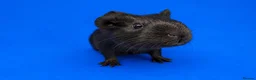 Guinea Pig rodents for sale: Bonded guinea pig girls  - Advert 6