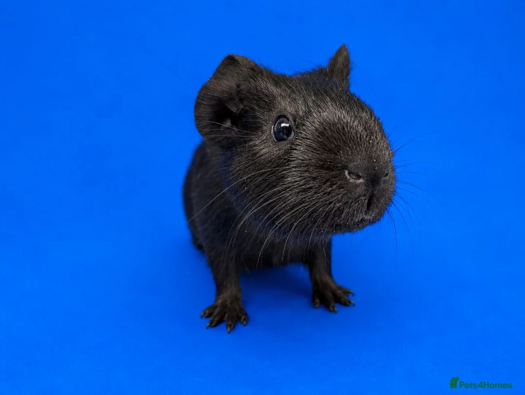 Guinea Pig rodents for sale: Bonded guinea pig girls  - Advert 6