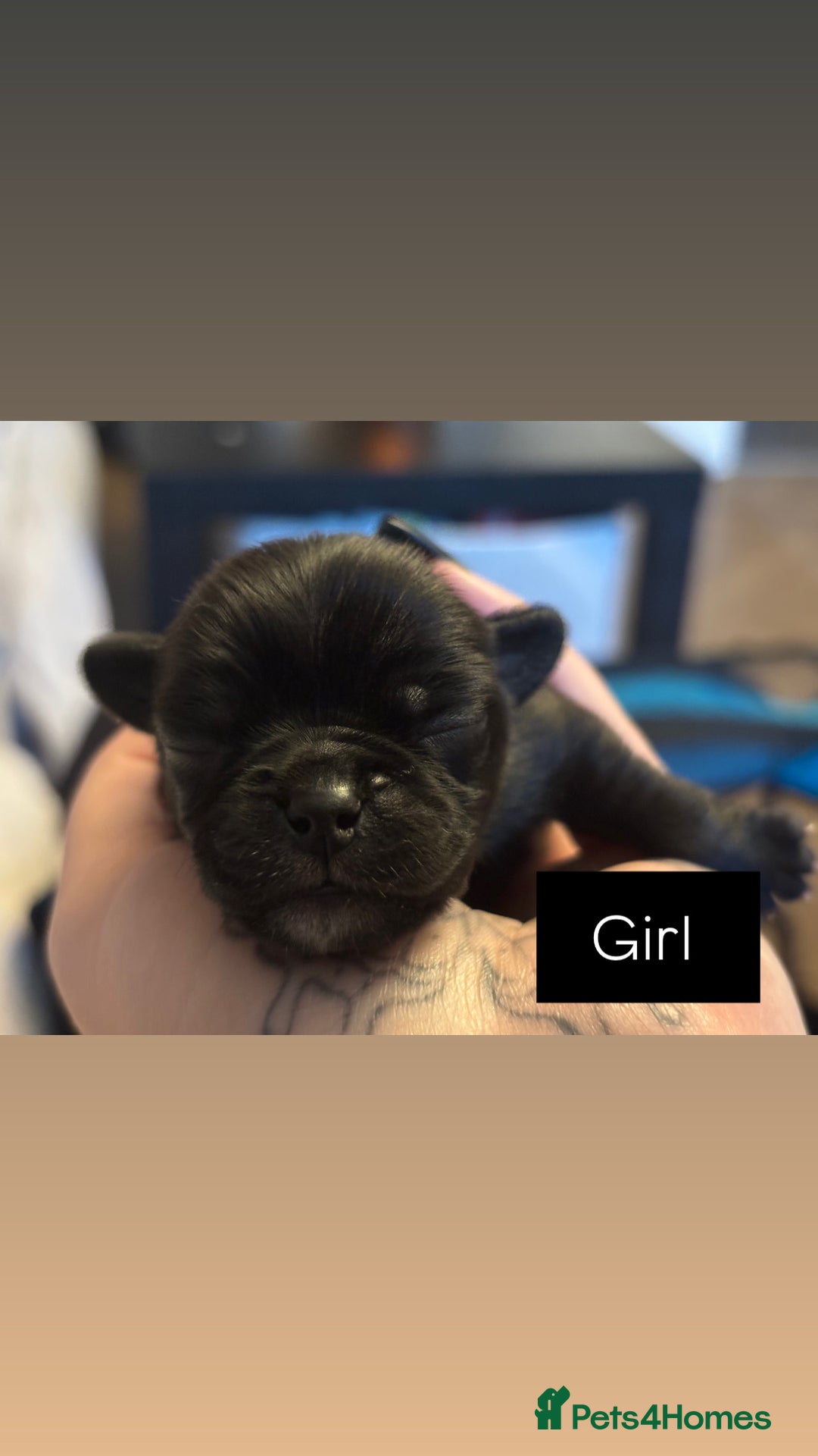 Mixed Breed dogs for sale: Puppies for sale - Advert 4