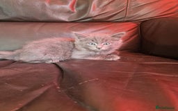 Mixed Breed cats for sale: Cuddly fluffy kittens  - Image 11