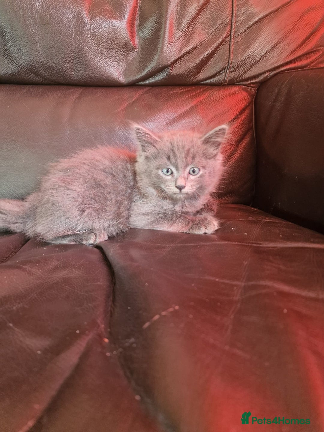 Mixed Breed cats for sale: Cuddly fluffy kittens  - Image 11