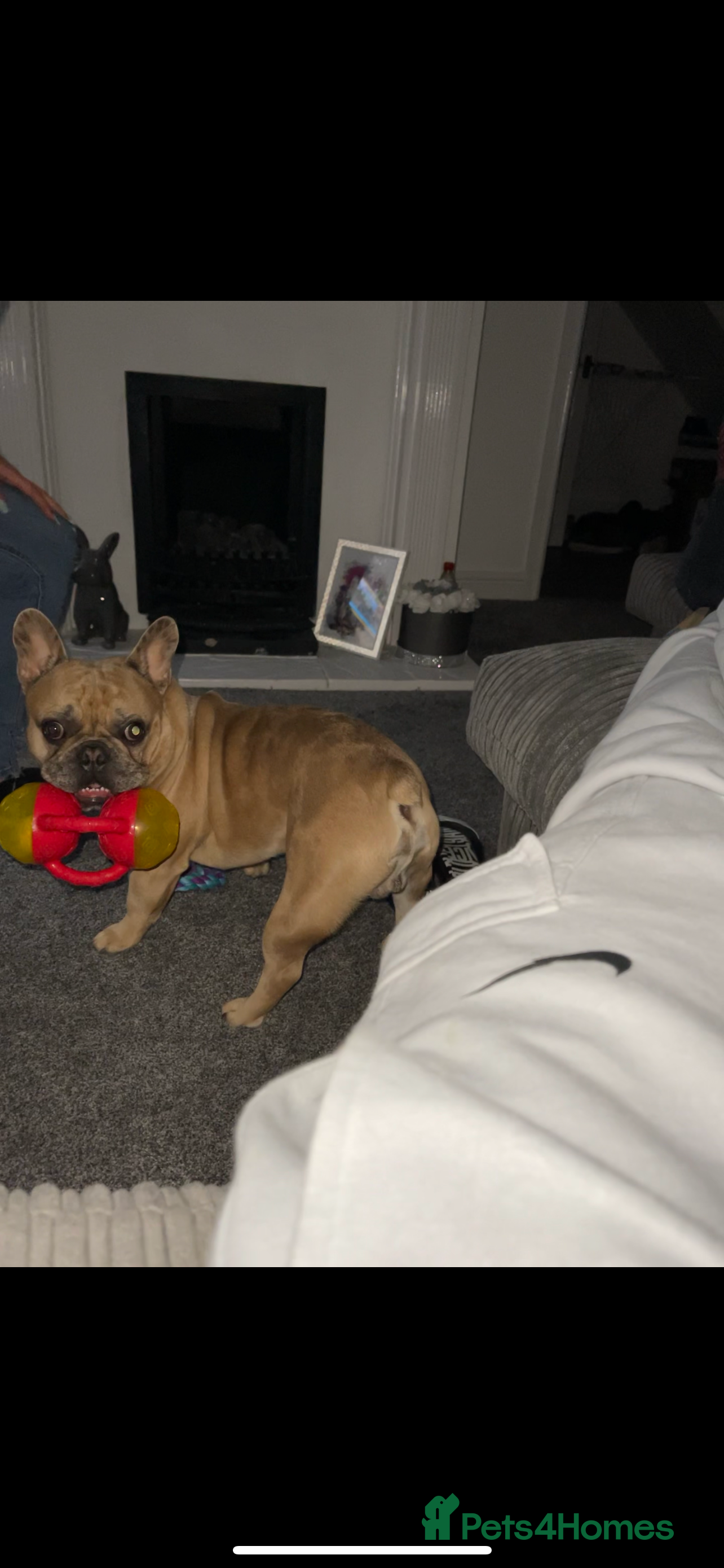 French Bulldog dogs French bulldog 4 years old  - Advert 1