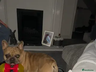 French Bulldog dogs French bulldog 4 years old - Advert 1