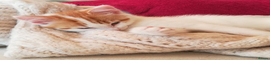 Mixed Breed Kitten 5