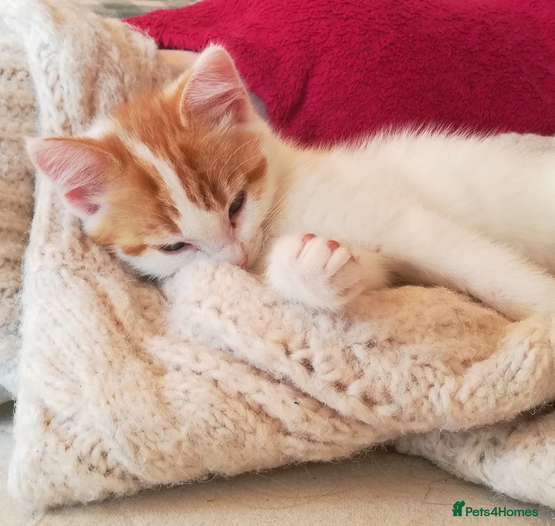 Mixed Breed cats for sale: CLEVER, BEAUTIFUL, KITTENS READY FOR FOREVER HOMES - Image 16
