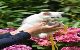 British Shorthair cats for sale: Champion sired Golden Colourpoint Kittens  - Image 25