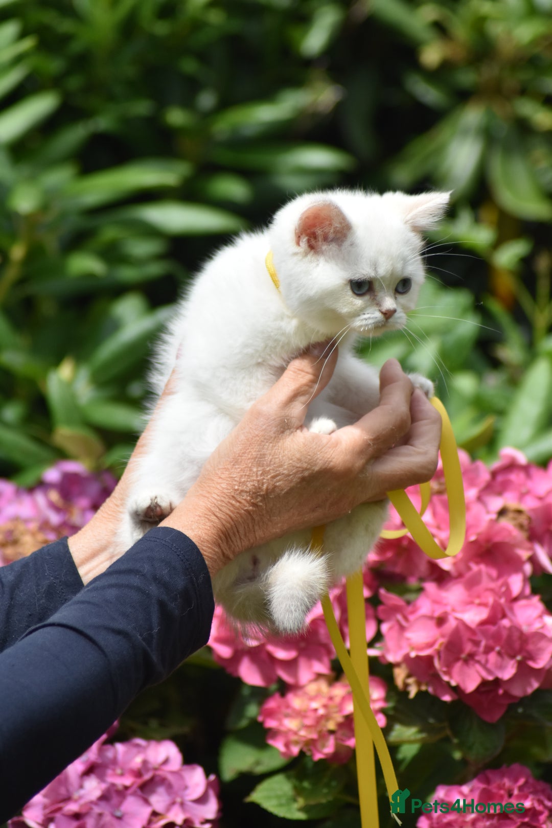 British Shorthair cats for sale: Champion sired Golden Colourpoint Kittens  - Image 25