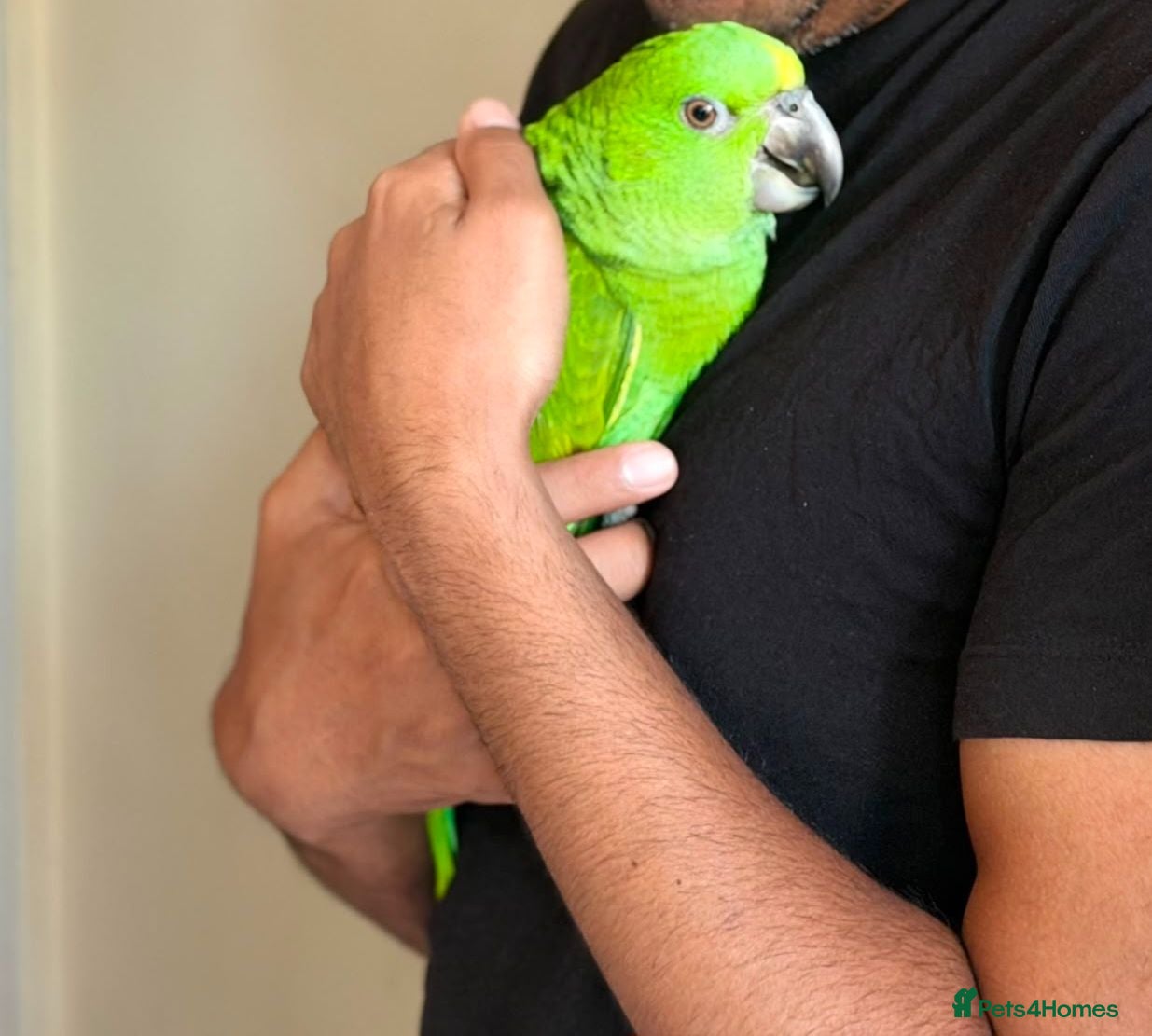 Parrots birds Baby amazon for sale - Advert 3