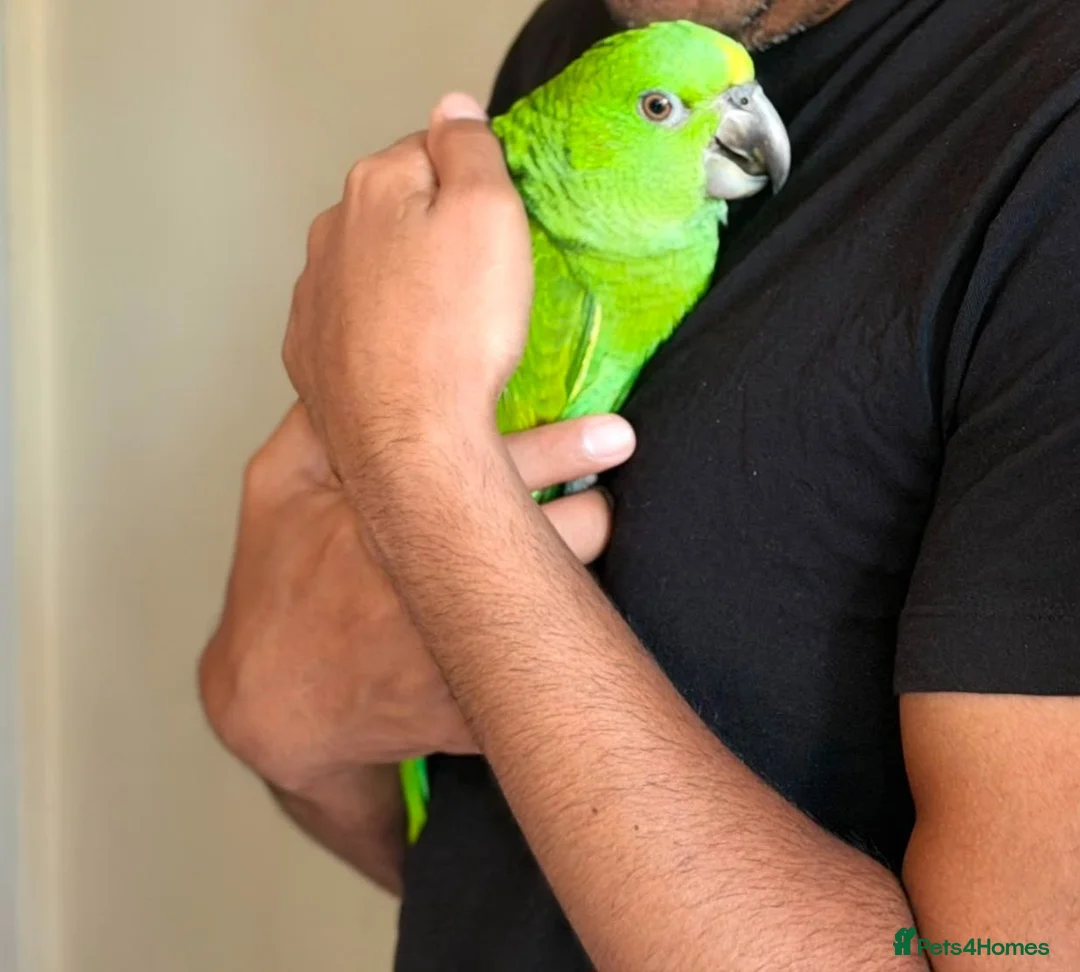 Parrots birds for sale: Baby yellow naped amazon - Advert 1
