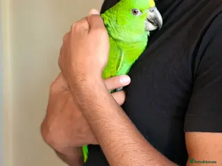Parrots birds Baby handreared yellow naped in London - Advert 1