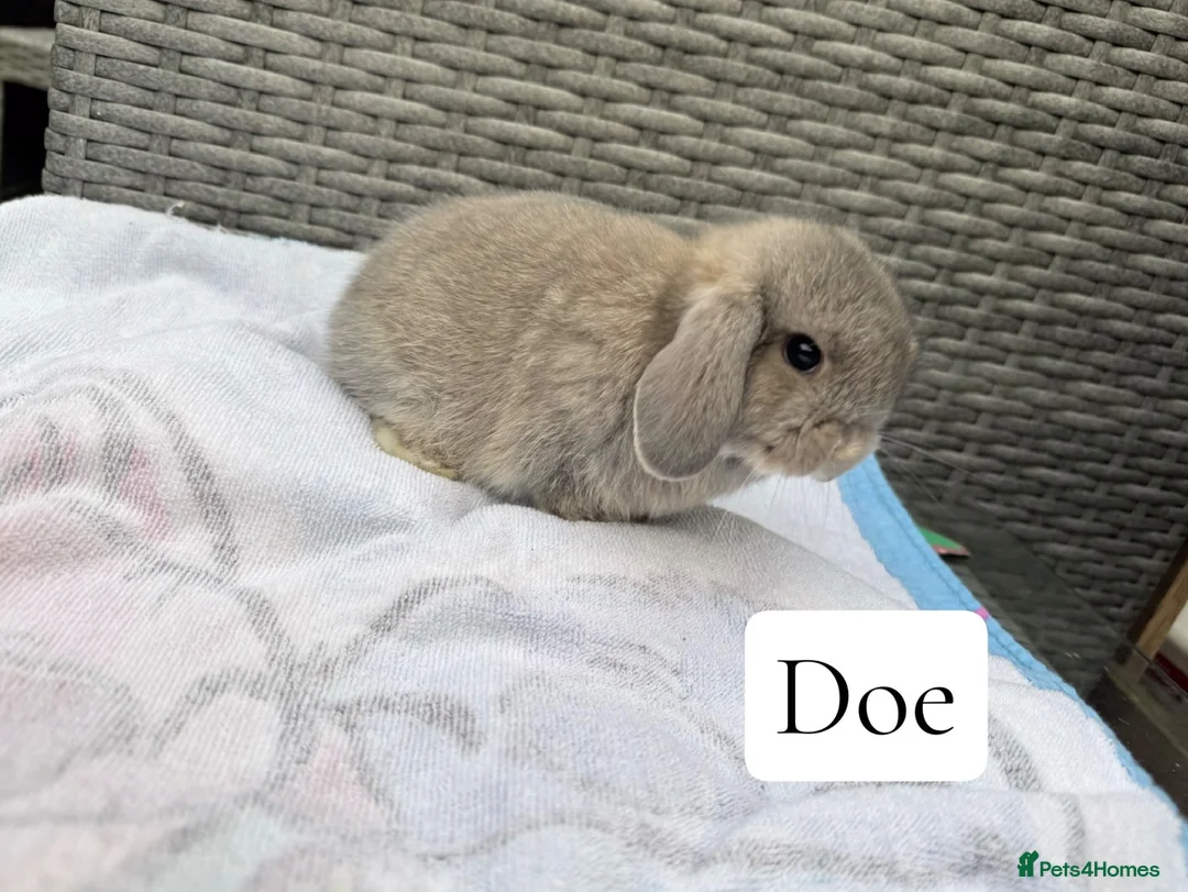 Mini Lop rabbits for sale: Beautiful lop eared babies  - Advert 2