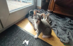 Mixed Breed cats for sale: 🐾 Kittens Ready for Their Forever Homes 🐾 - Image 5