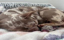 French Bulldog dogs for sale: Merle french bulldog girl  - Image 2