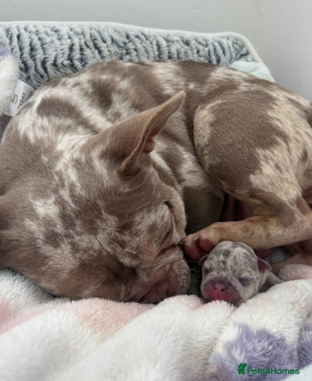 French Bulldog dogs for sale: Merle french bulldog girl  - Image 2