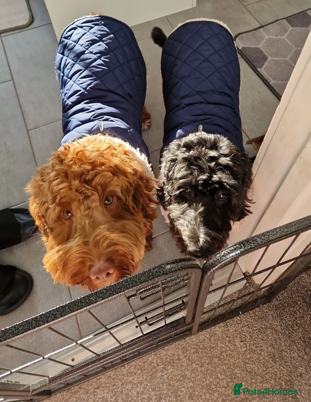 Cockapoo dogs for stud: F1b Red Proven Cockapoo DNA Tested F/F for Stud  in Coventry - Advert 9