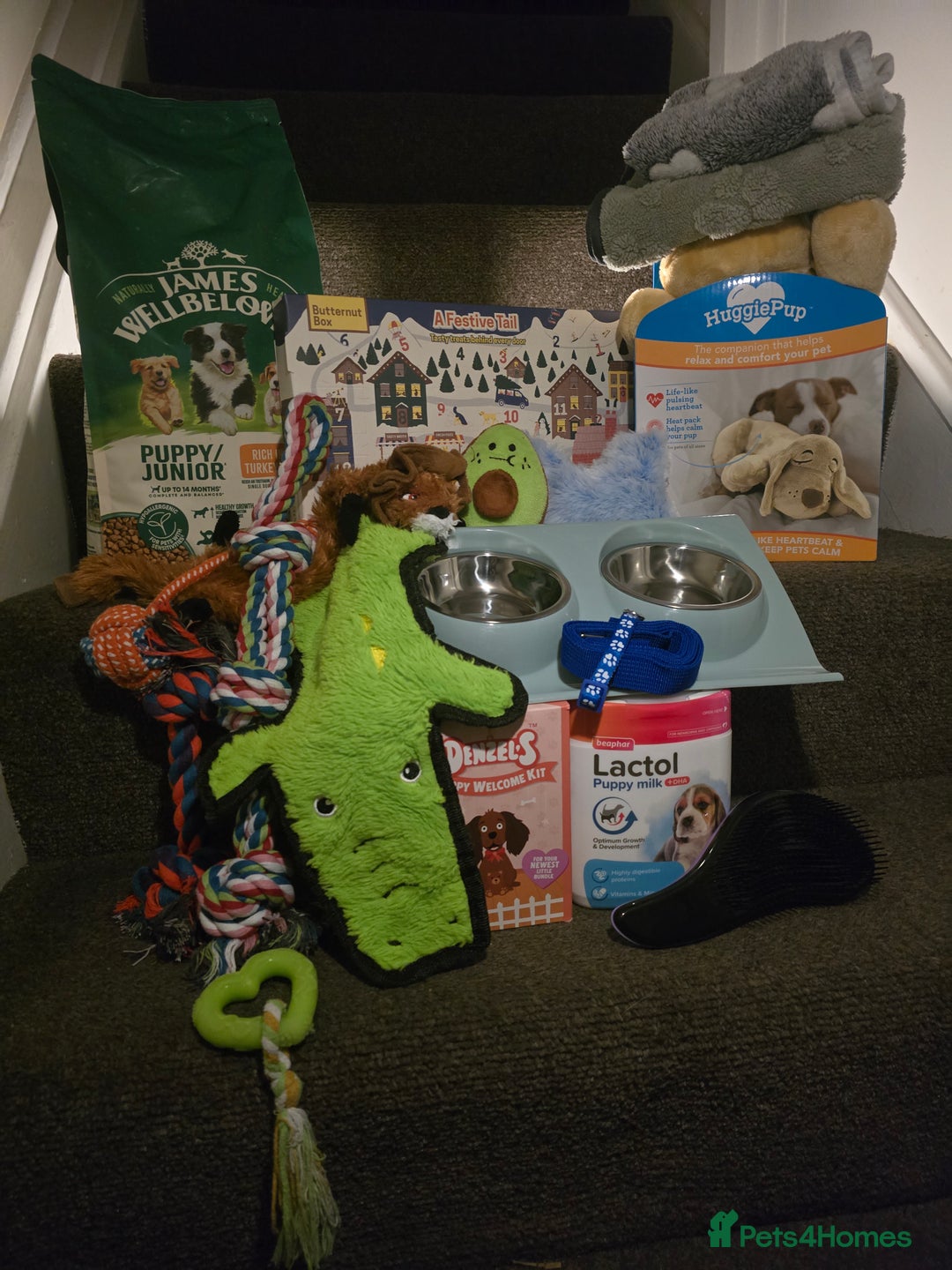 Cavapoo dogs for sale: 🌟 Loving, Ethical, DNA-tested, Cavapoo Puppy's 🌟 - Advert 7