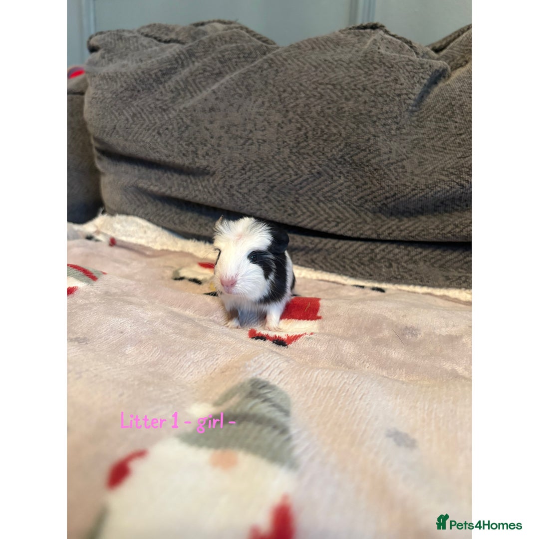Guinea Pig rodents for sale: Beautiful baby guniea pig for sale Girls & Boys - Advert 2