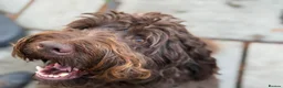 Labradoodle dogs for sale: Gorgeous Labradoodle Puppies - 3 left! - Advert 4