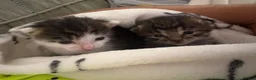 Egyptian Mau cats for sale: Tabby cats  in Burton-on-Trent - Advert 3