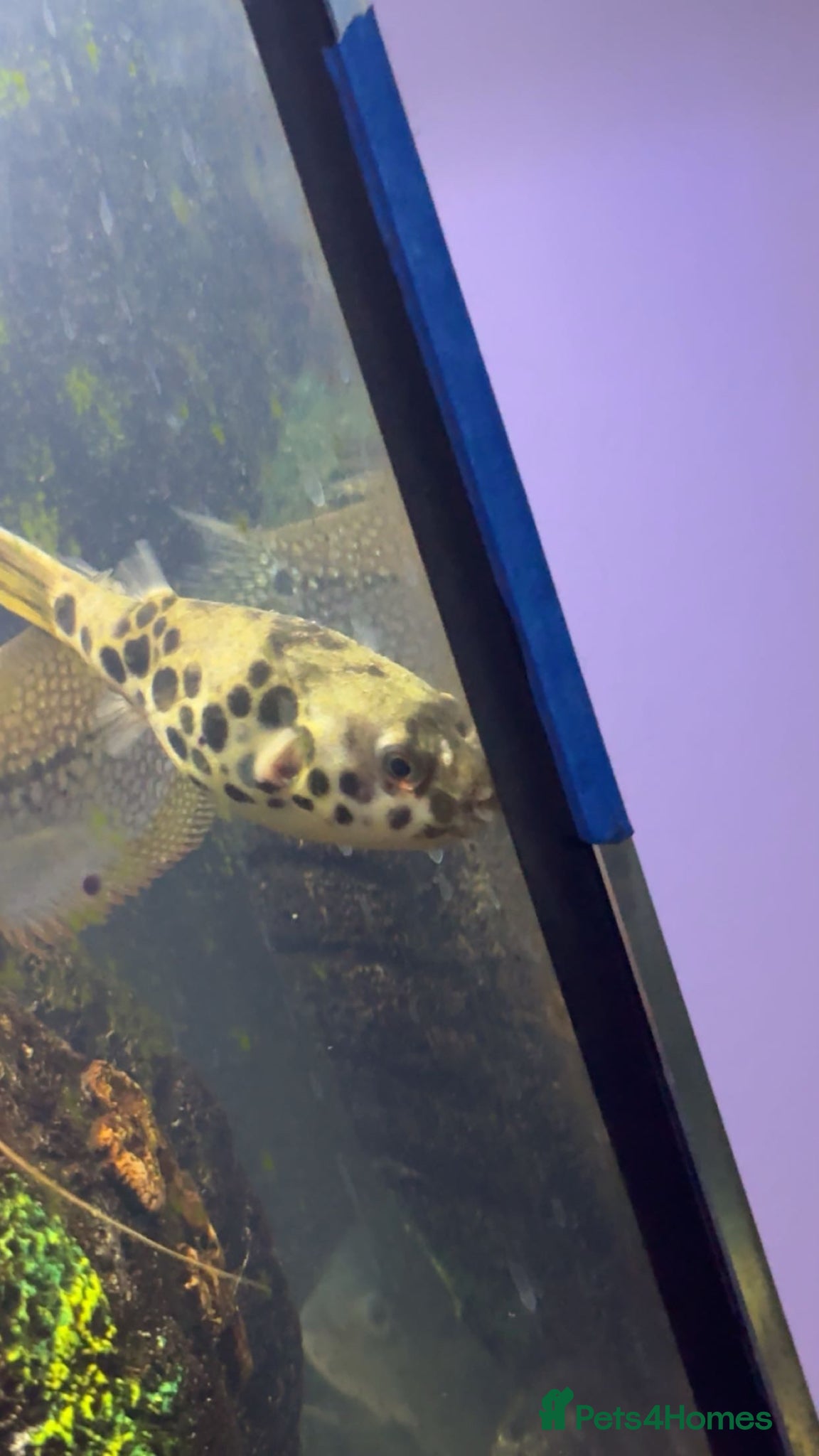 Pufferfish fish Green spotted Congo pufferfish - Advert 3